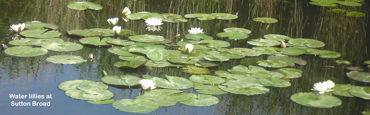 water lillies on the Norfolk Broads